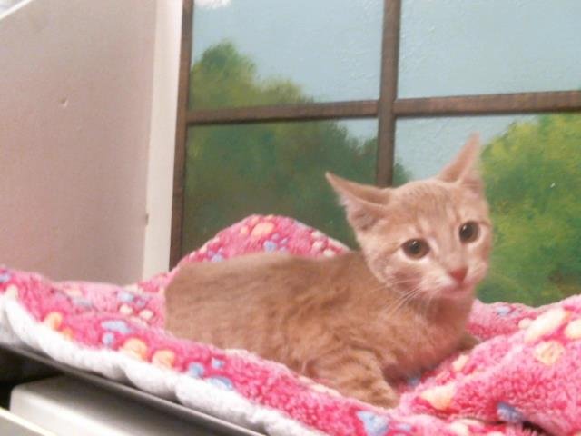 STARFIRE - Domestic Short Hair available for adoption