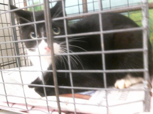 MARLA G - Domestic Short Hair available for adoption