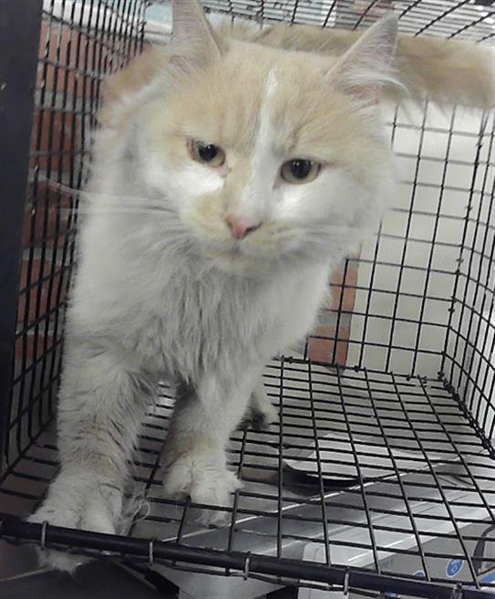 OLLIE - Domestic Long Hair available for adoption