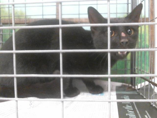 A2057267 - Domestic Short Hair available for adoption
