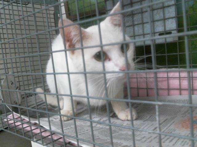 A2057175 - Domestic Short Hair available for adoption