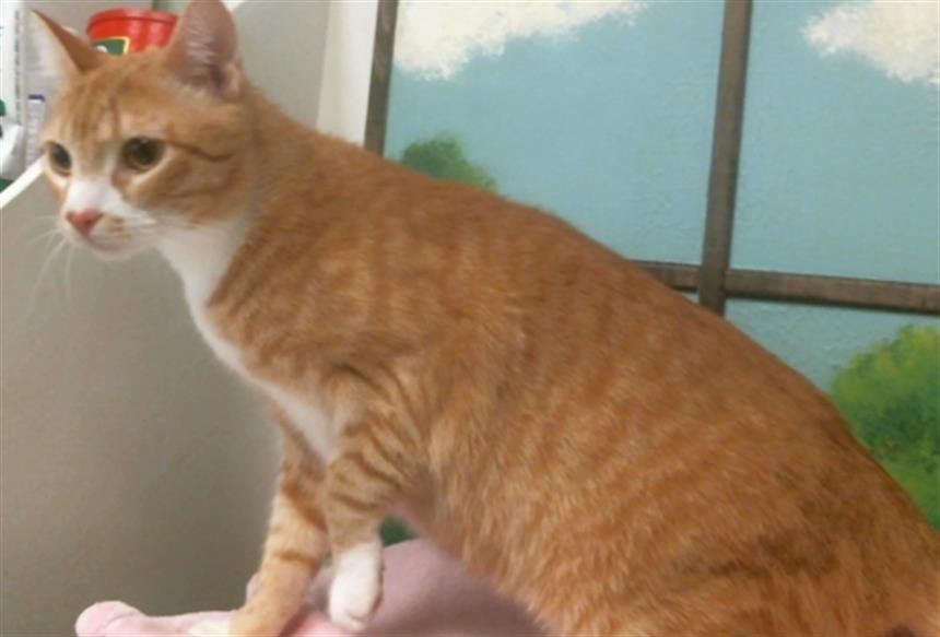 LEO - Domestic Short Hair available for adoption