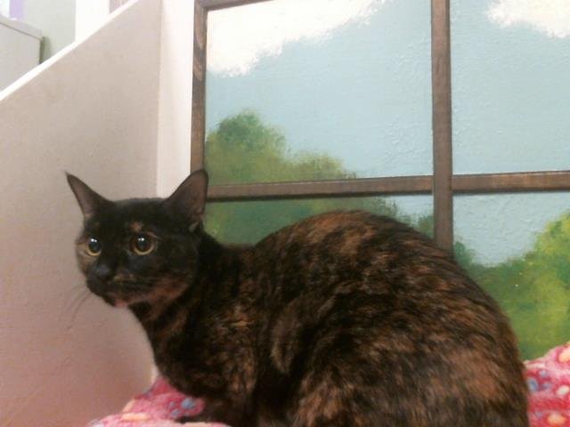 BEA - Domestic Short Hair available for adoption