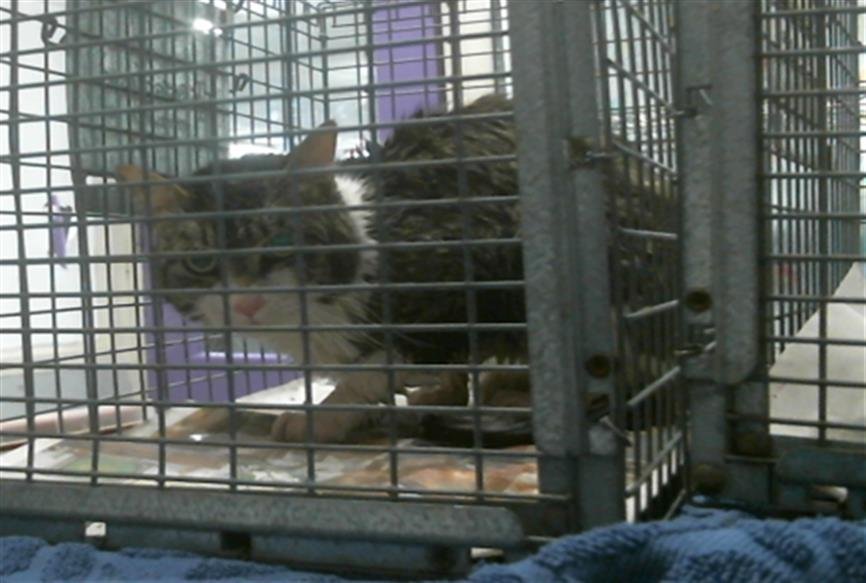 A2056943 - Domestic Short Hair available for adoption