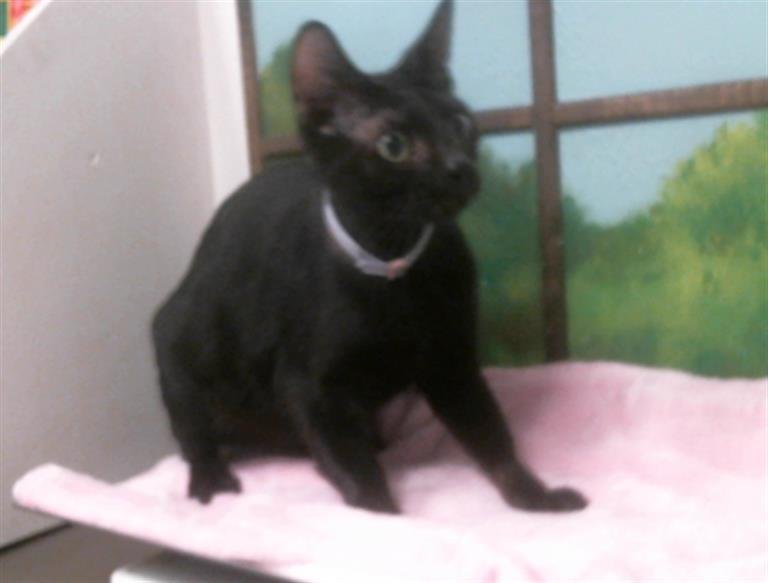 A2057173 - Domestic Short Hair available for adoption