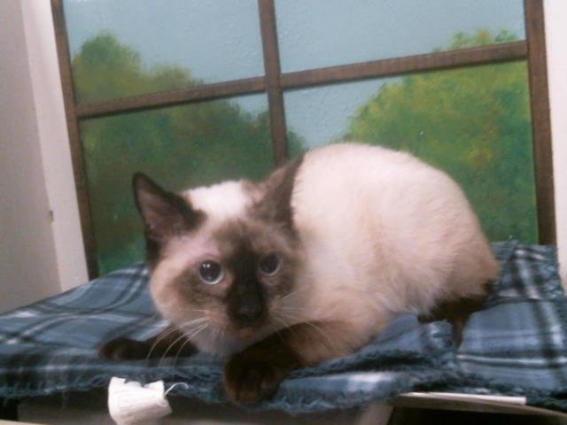 MARLO - Siamese available for adoption