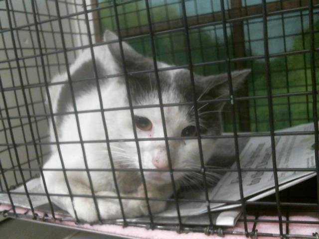 A2057255 - Domestic Short Hair available for adoption