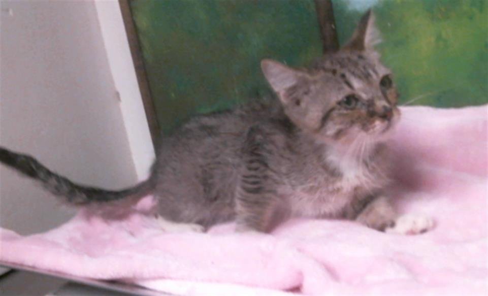 A2057174 - Domestic Short Hair available for adoption