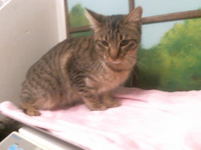 NEBULA - Domestic Short Hair available for adoption