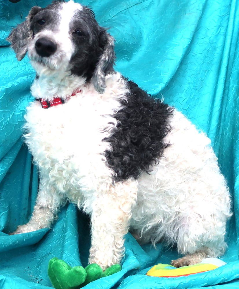 BANDIT - Poodle (unknown type) available for adoption