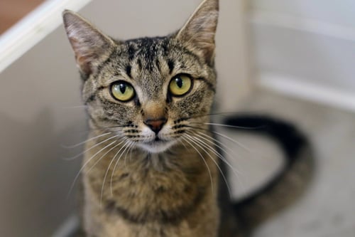 MISS LAVENDER - Domestic Short Hair available for adoption