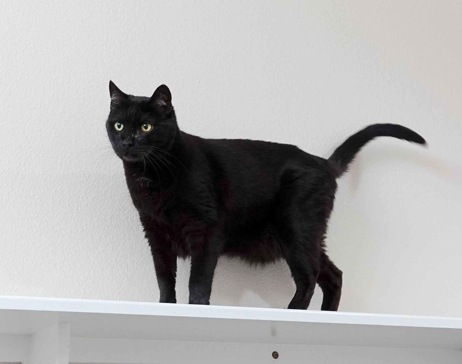 PANTHER - Domestic Short Hair available for adoption