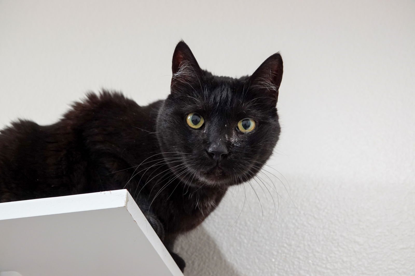 PANTHER - Domestic Short Hair available for adoption