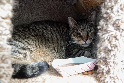LEONIDAS - Domestic Short Hair available for adoption