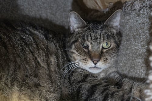 LEONIDAS - Domestic Short Hair available for adoption