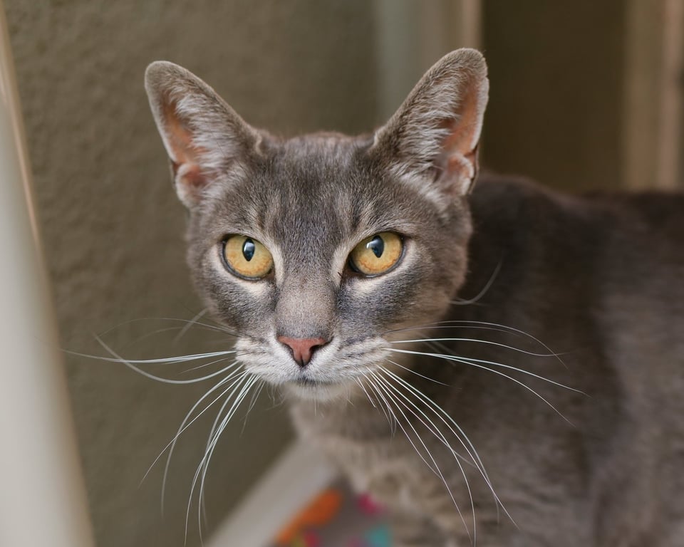 Gracie Image