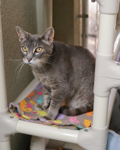 GRACIE - Domestic Short Hair available for adoption