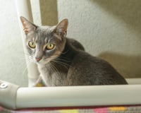 Gracie - Photo 3