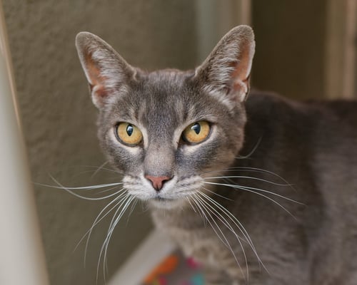 GRACIE - Domestic Short Hair available for adoption