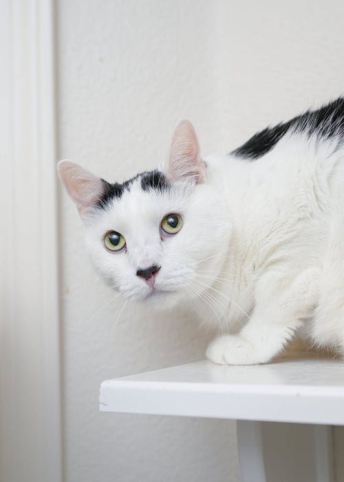 JUJU - Domestic Short Hair available for adoption