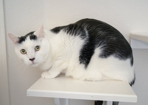 JUJU - Domestic Short Hair available for adoption