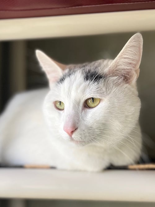 HEART - Domestic Short Hair available for adoption