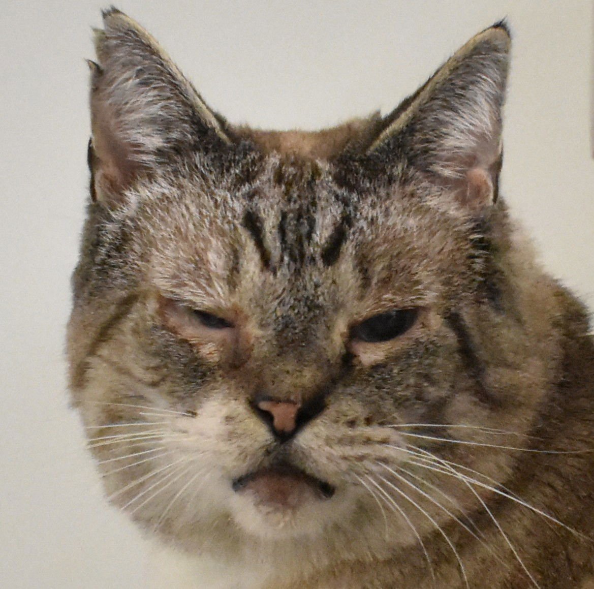 TOMMY - Domestic Short Hair for adoption in Boise