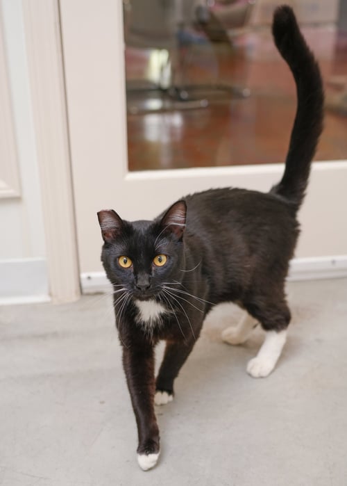 PRINCE - Domestic Short Hair available for adoption