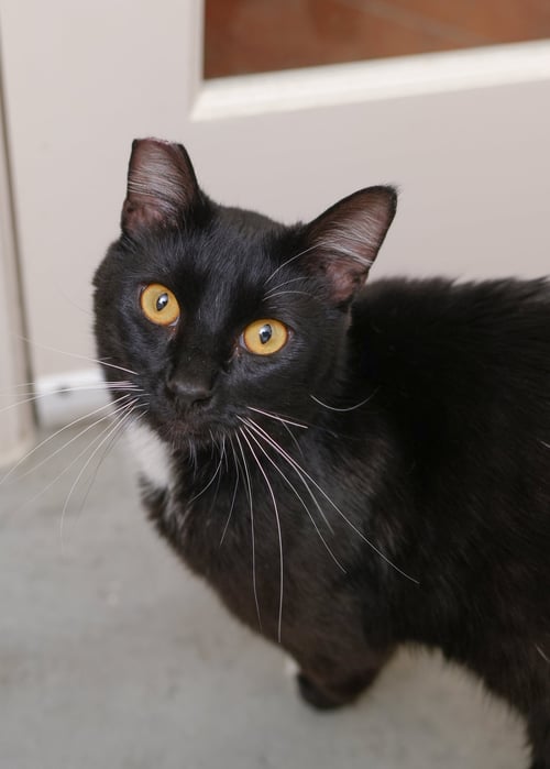 PRINCE - Domestic Short Hair available for adoption