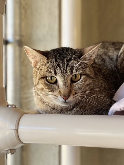 LETO - Domestic Short Hair available for adoption