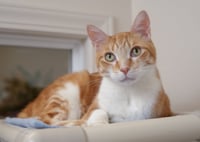 Wrex - Photo 3