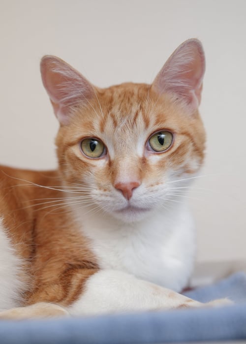 WREX - Domestic Short Hair available for adoption