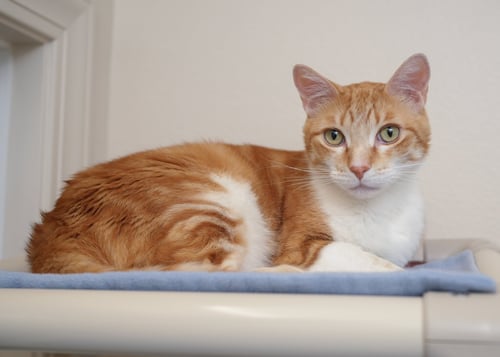 WREX - Domestic Short Hair available for adoption