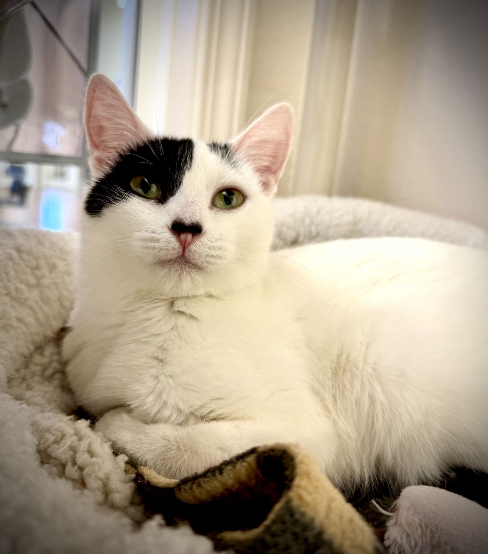 FRITZIE - Domestic Short Hair available for adoption