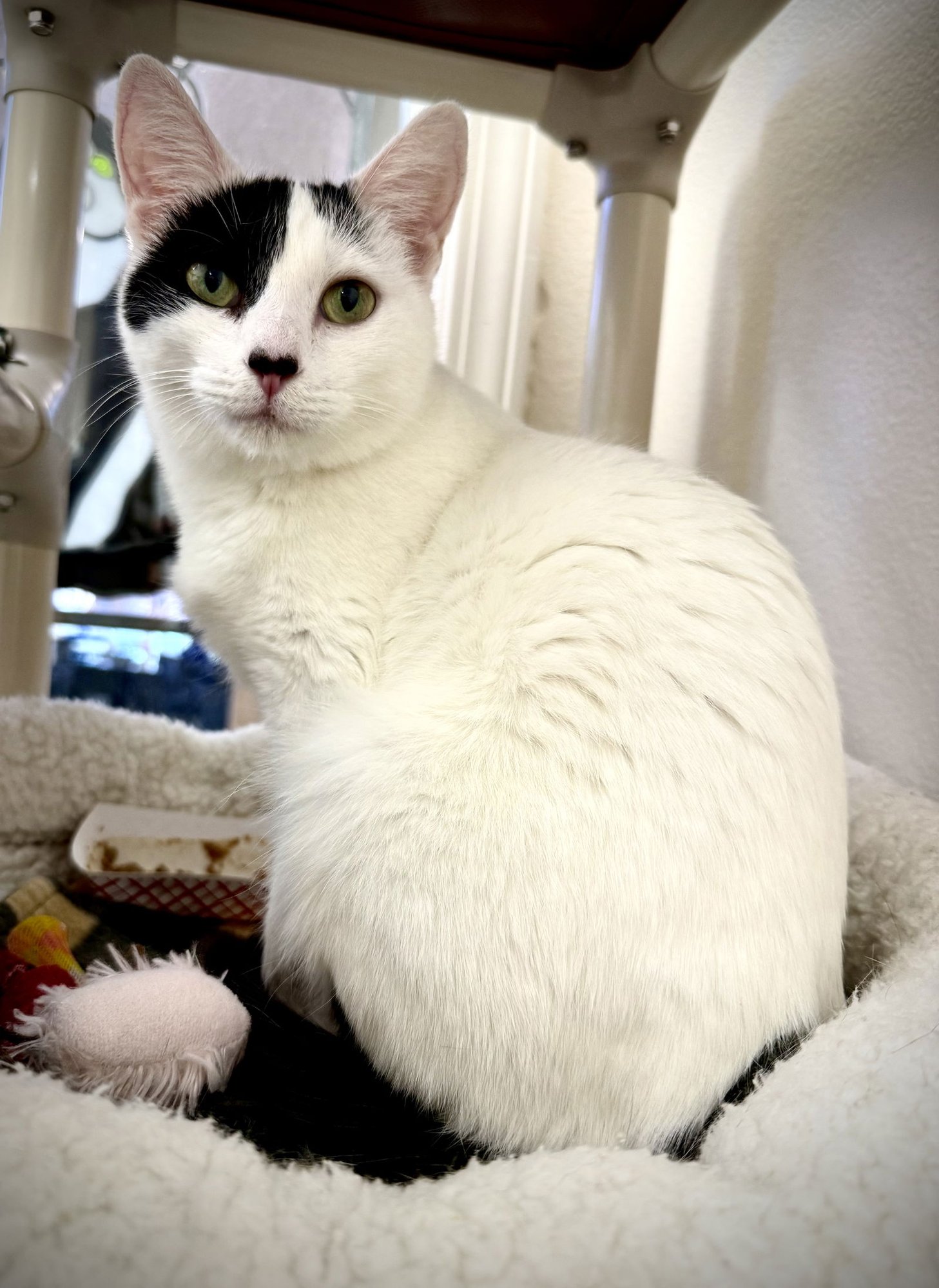 FRITZIE - Domestic Short Hair available for adoption