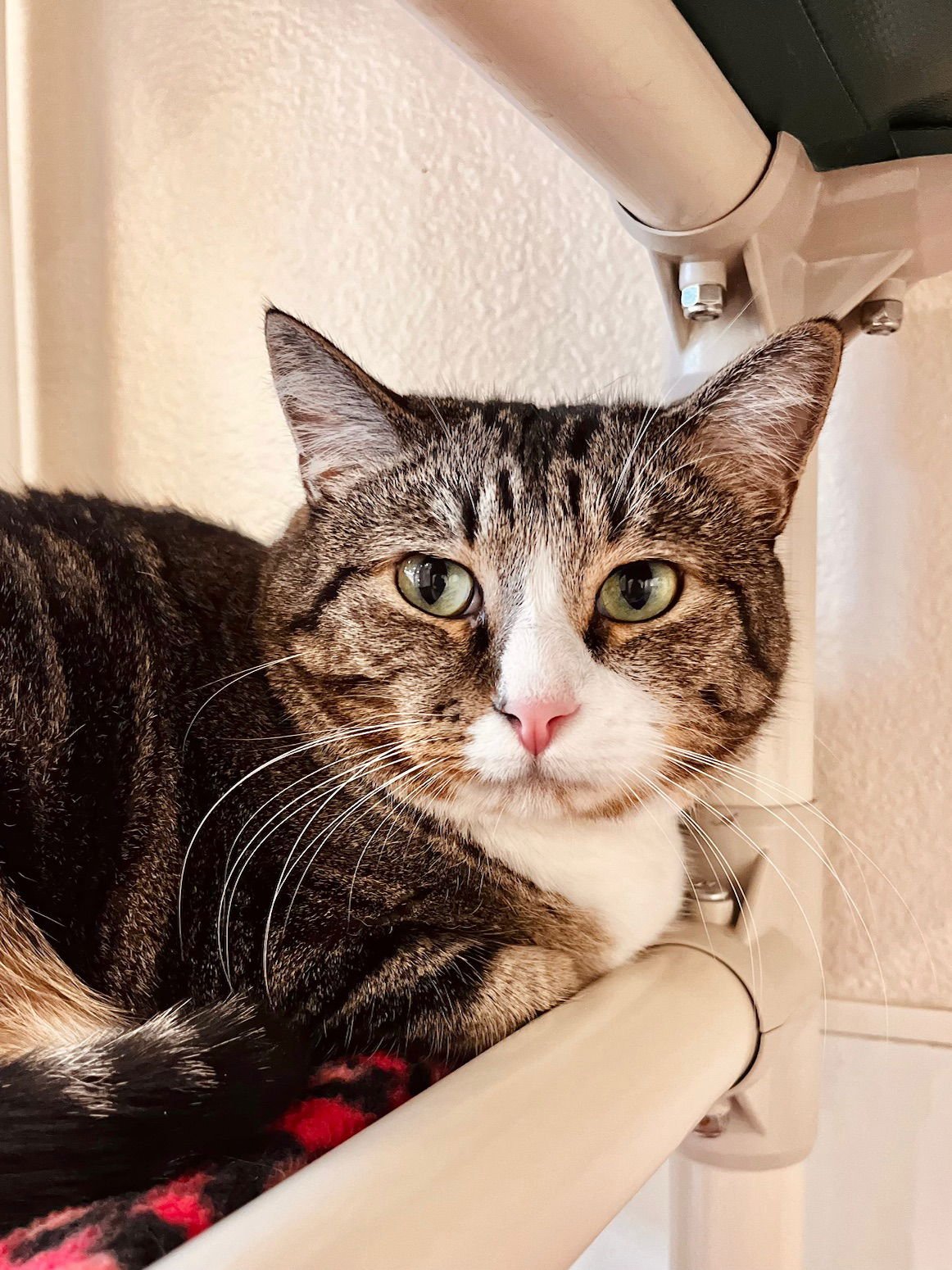 SQUEAKER - Domestic Short Hair for adoption in Boise