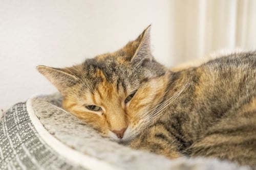 JULIET - Domestic Short Hair / Torbie available for adoption