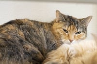 Juliet - Photo 2