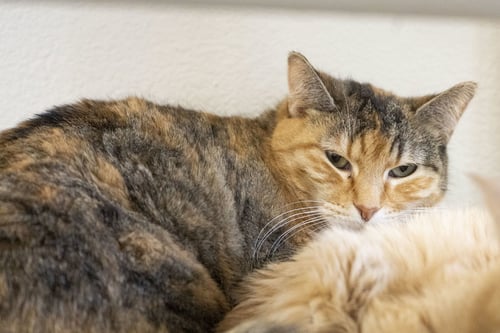 JULIET - Domestic Short Hair / Torbie available for adoption