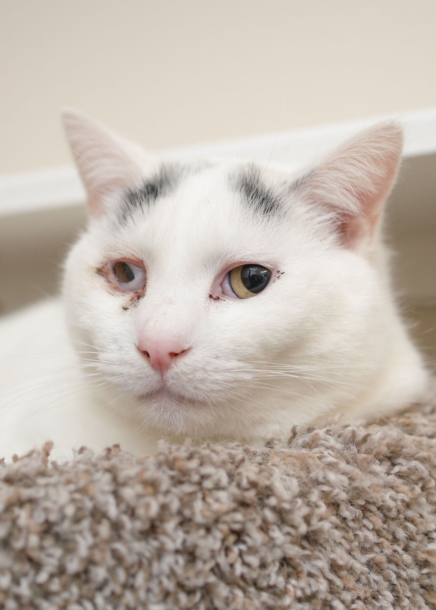 LUCIN - Domestic Short Hair for adoption in Boise