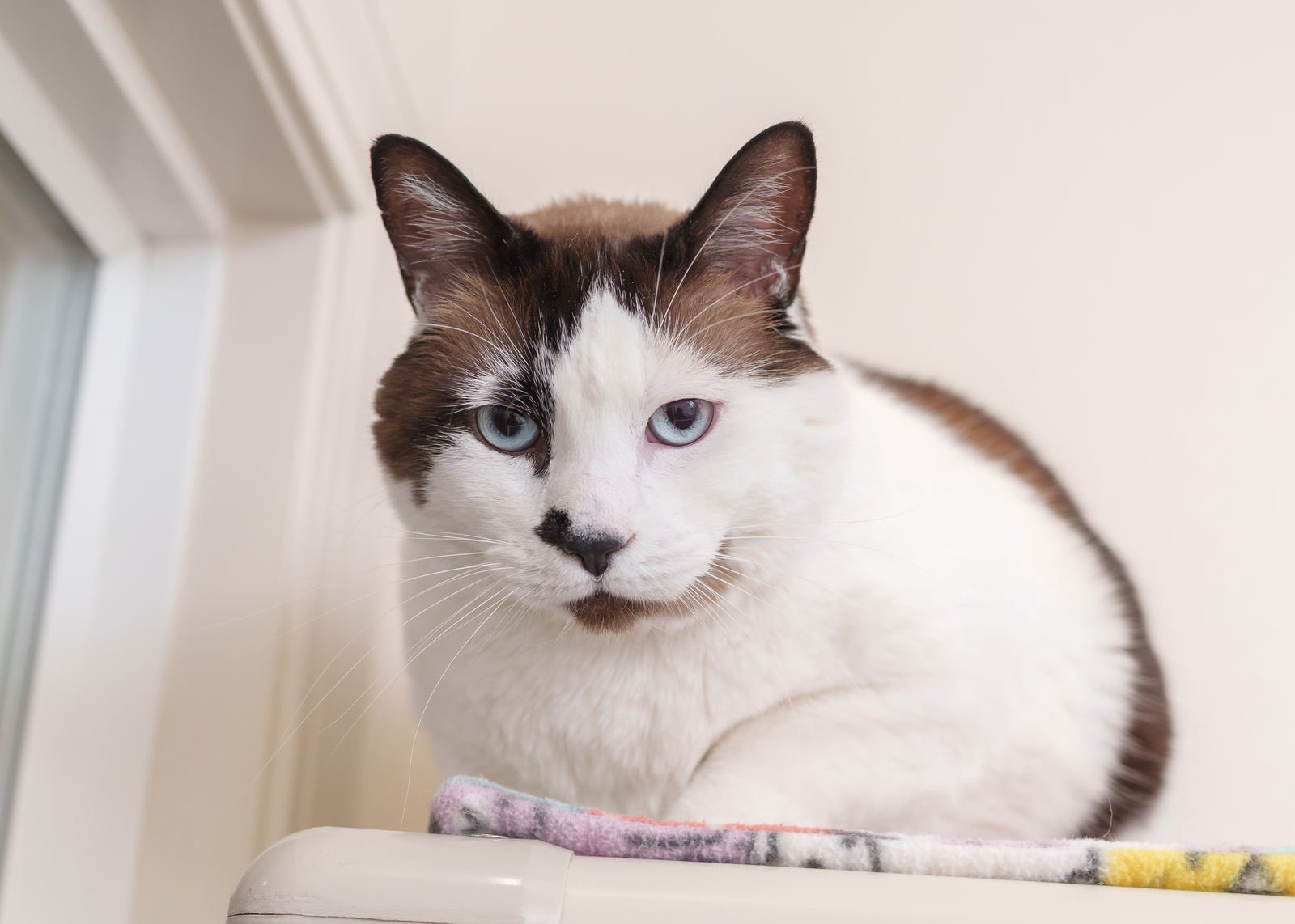 COLA - Domestic Short Hair / Snowshoe available for adoption