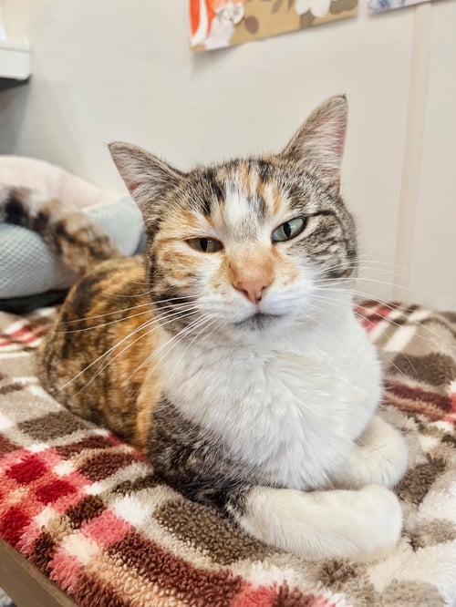 GIGIT - Domestic Short Hair / Torbie available for adoption