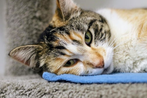 GIGIT - Domestic Short Hair / Torbie available for adoption