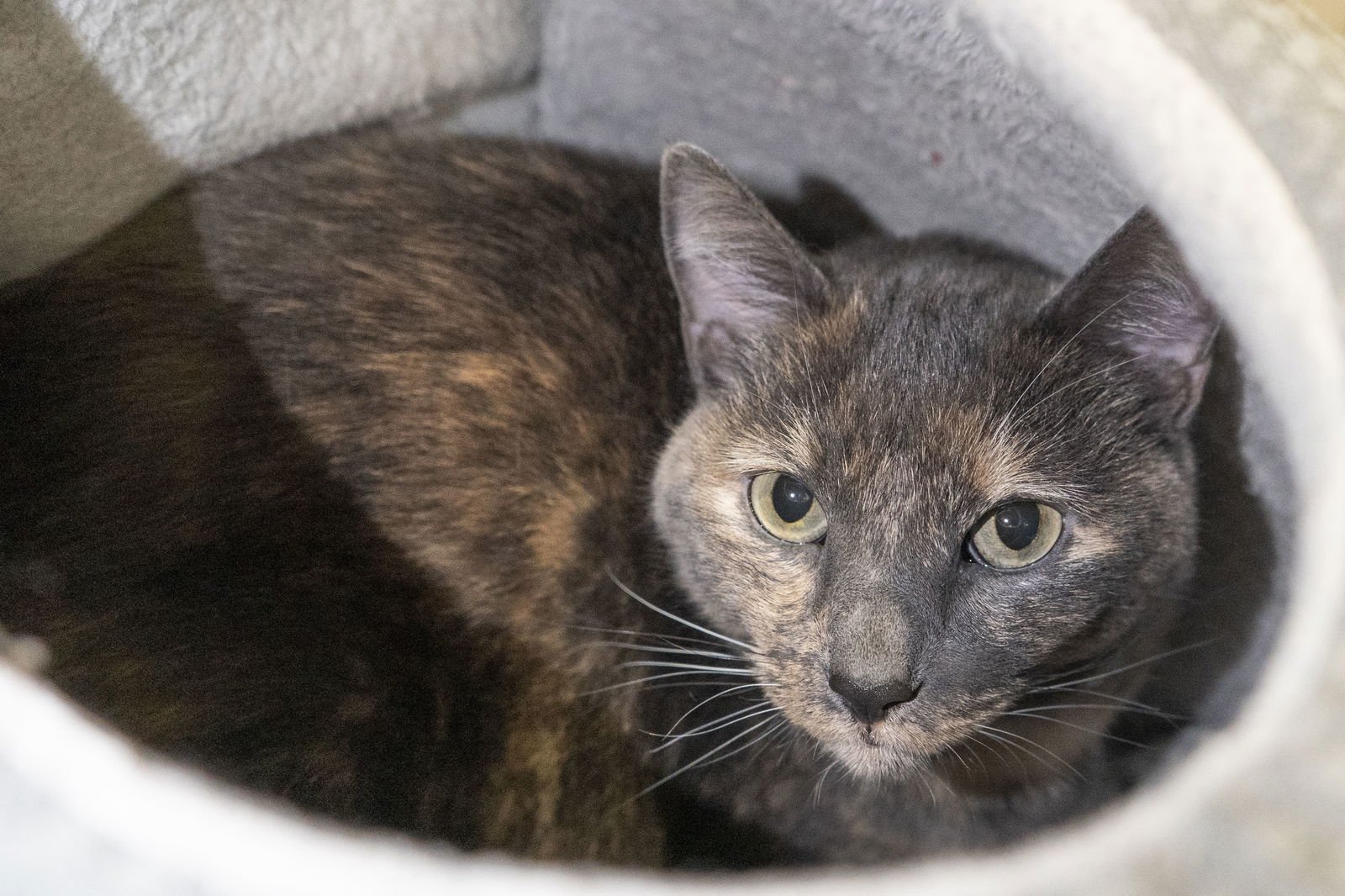 ISLES - Domestic Short Hair / Dilute Tortoiseshell available for adoption