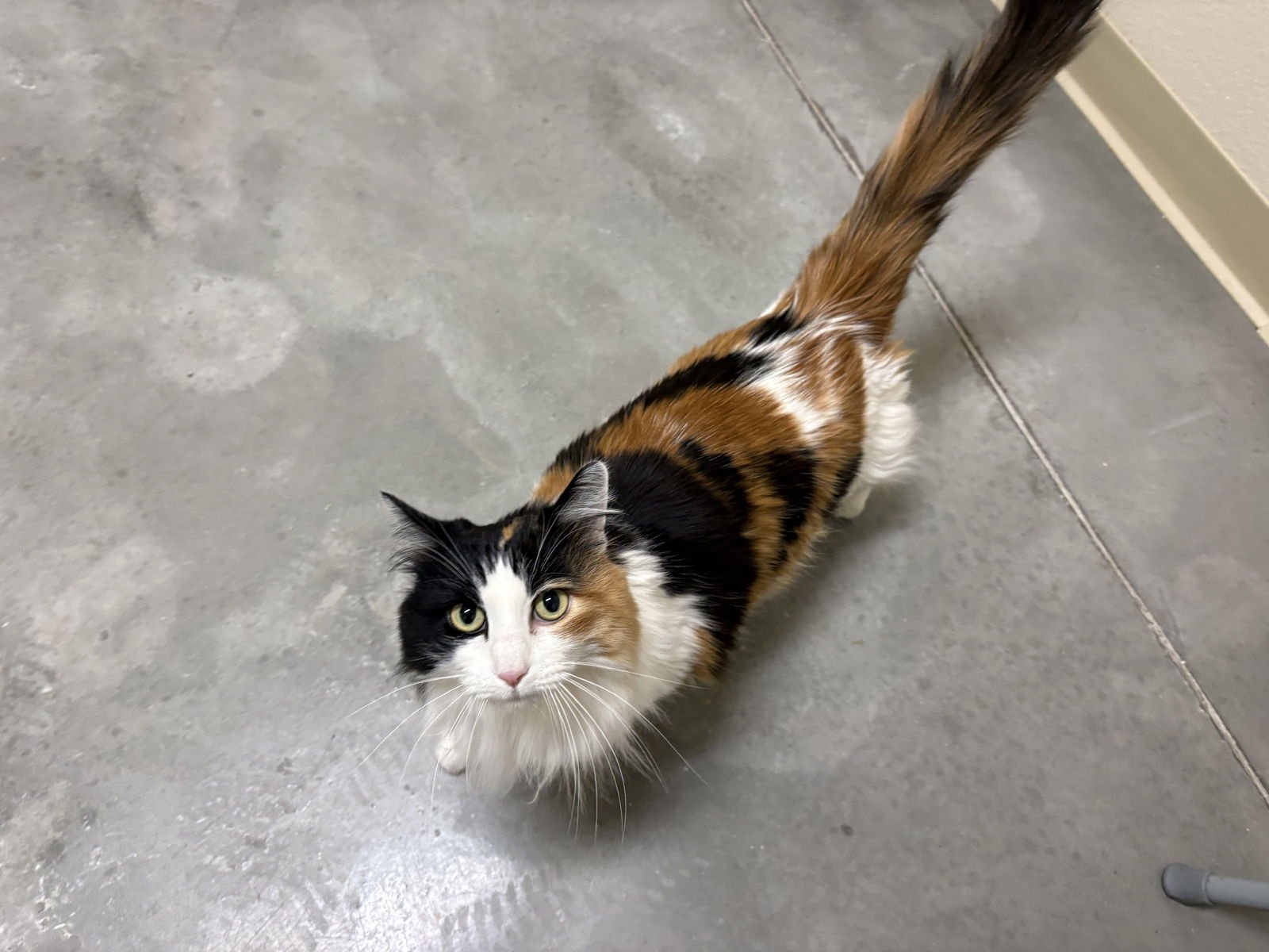 ANDI - Domestic Long Hair for adoption in Boise