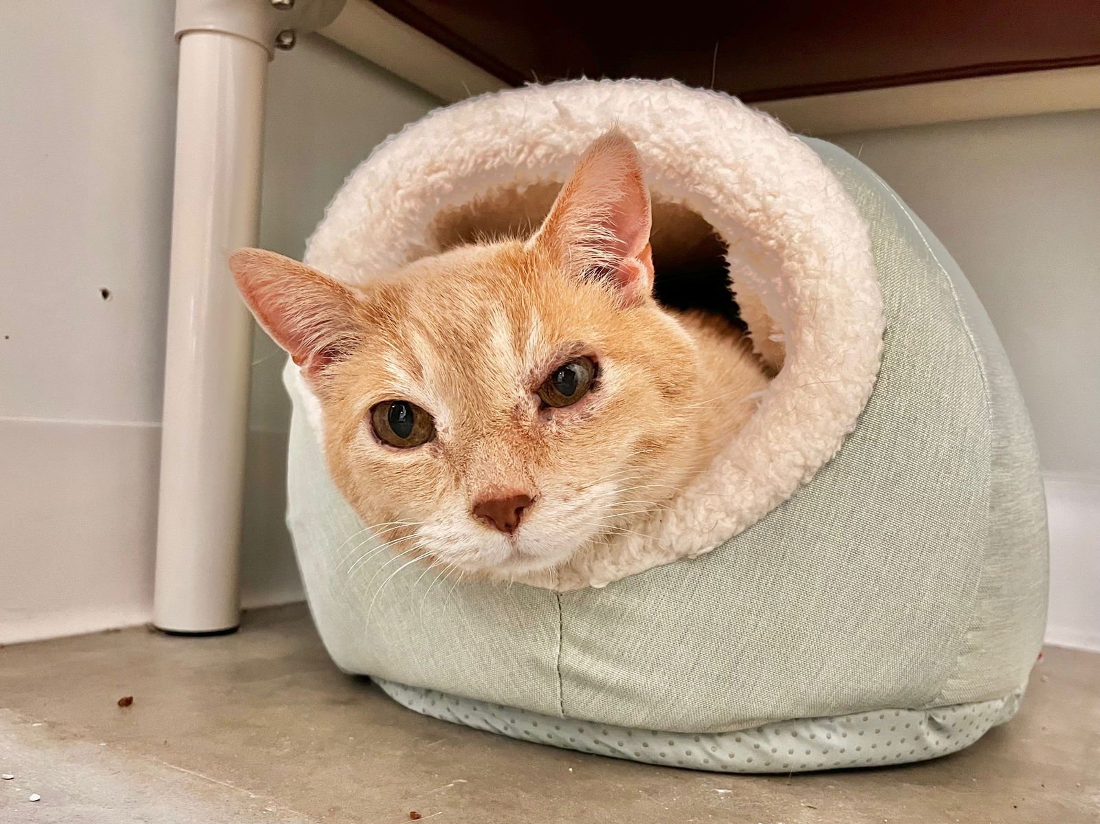 BUBBA - Domestic Short Hair for adoption in Boise