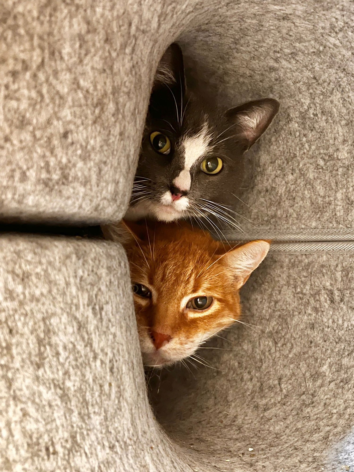 MOE - Domestic Short Hair available for adoption