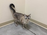 Meeko - Photo 2
