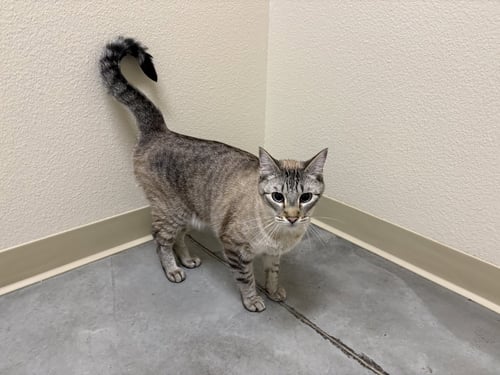 MEEKO - Domestic Short Hair available for adoption