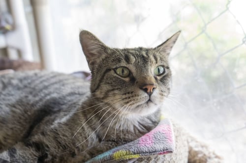 SPOOKY - Domestic Short Hair available for adoption